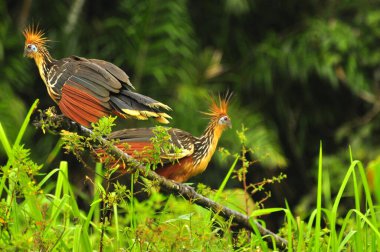 a pair of hoatzin birds in the Amazon jungle clipart