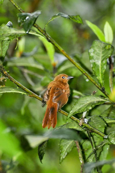 Pequeno Pássaro Uma Árvore — Fotografia de Stock