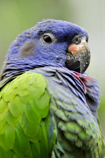 Nahaufnahme Eines Blauen Grünen Papageien — Stockfoto