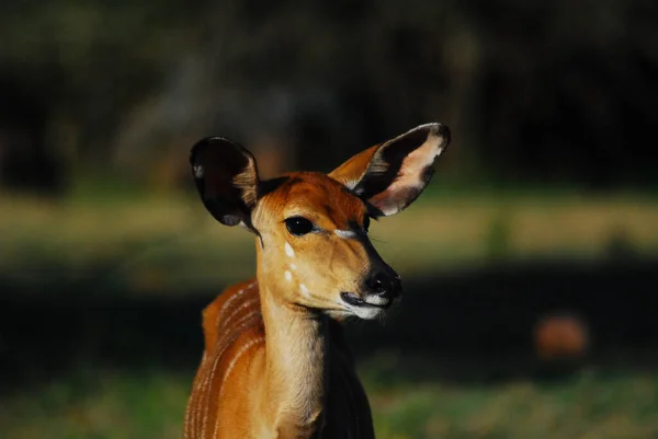 Een Afrikaanse antilope — Stockfoto