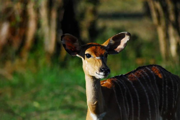 Afrika antilop — Stok fotoğraf