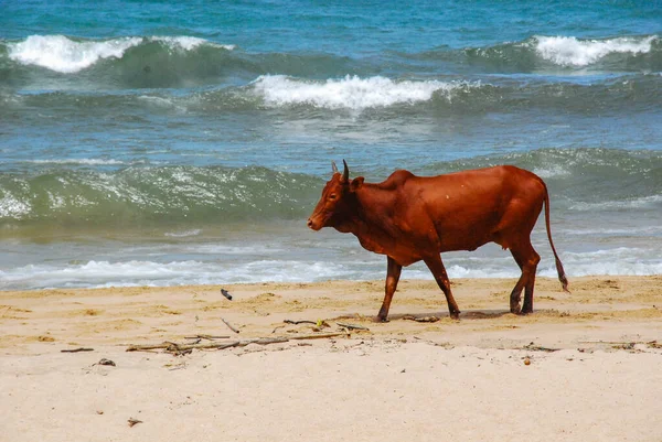 Vaca na beacjh — Fotografia de Stock