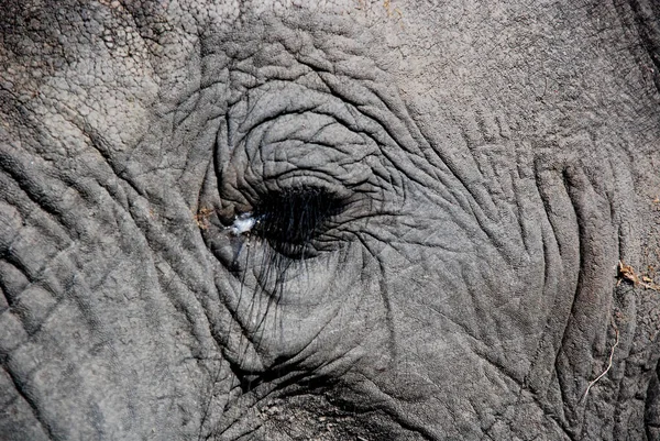 Um close de um olho de elefante — Fotografia de Stock