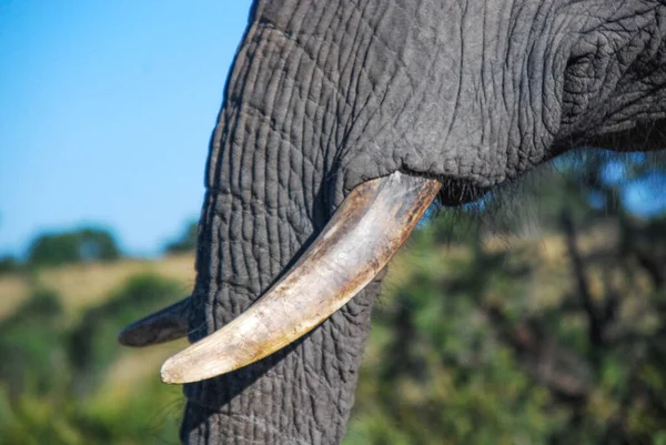 Uma presa de elefante — Fotografia de Stock