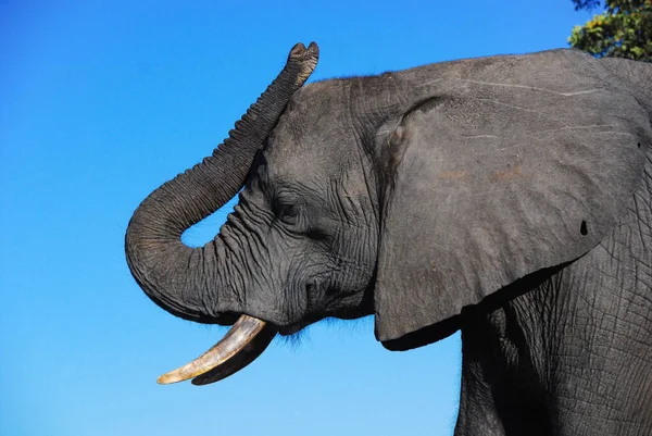 Um perfil de uma cabeça de elefante — Fotografia de Stock