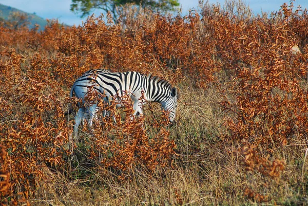 Een zebra etend in de savanne — Stockfoto