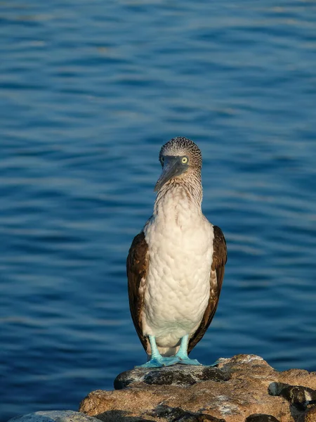 Blue footed Bobbie — Stock Photo, Image