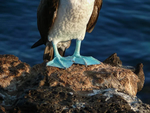 Bobbie à pieds bleus — Photo