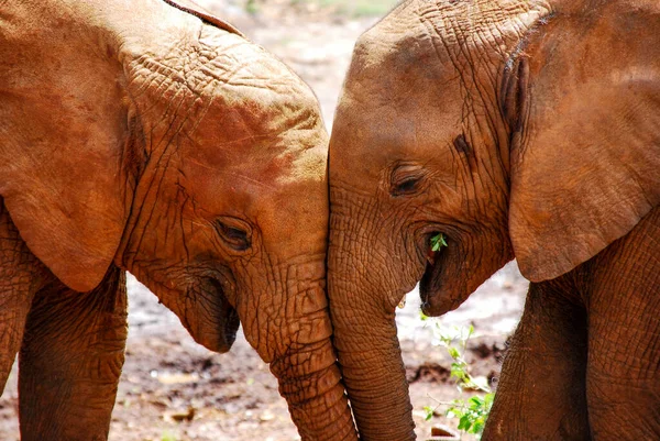 Dois elefantes juntos — Fotografia de Stock