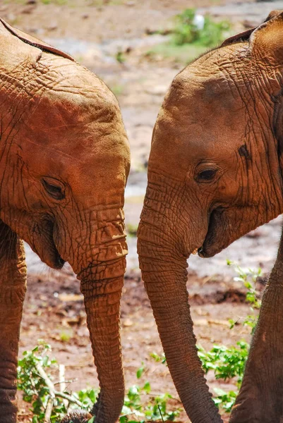 Dois elefantes juntos — Fotografia de Stock