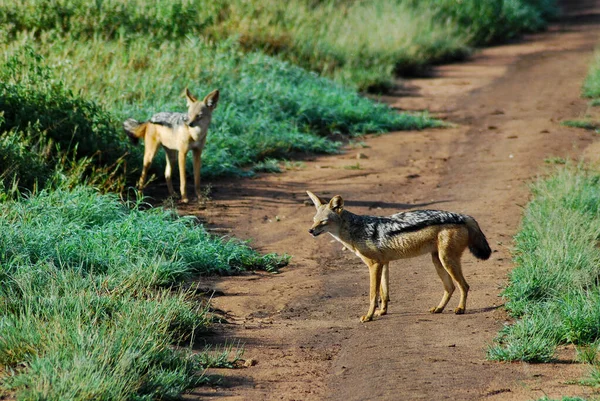 Um par de raposas no caminho — Fotografia de Stock