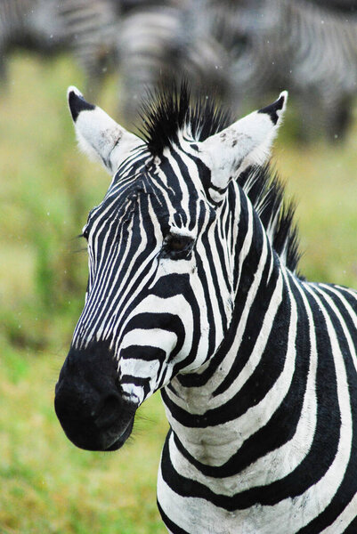 A zebra close up with various blurry zebras in the background