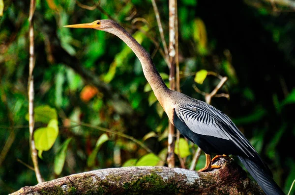 Aves domésticas em Cotopaxi, Equador — Fotografia de Stock