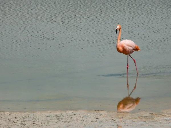 Flamingo — Stockfoto