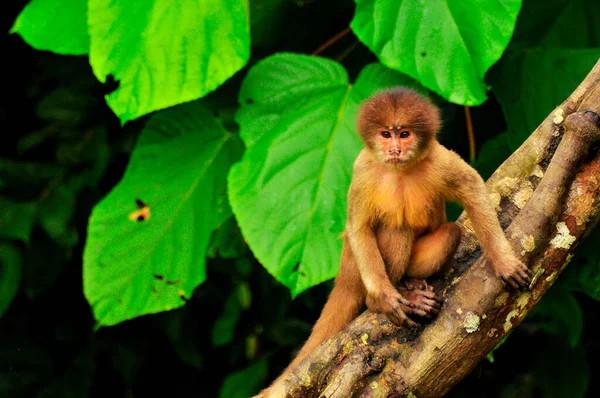 Bir ağacın altında oturup maymun — Stok fotoğraf