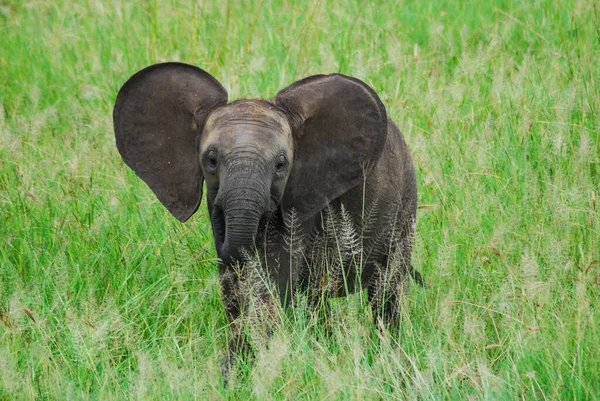 Um elefante bebé — Fotografia de Stock