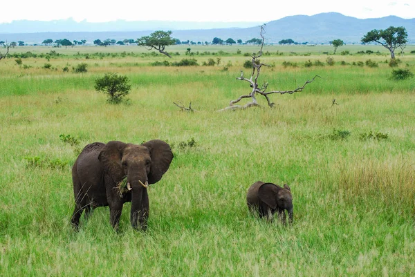 Um elefante e um bebé — Fotografia de Stock