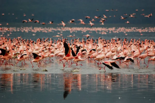Flamingos at Lake Nakuru — Stock Photo, Image