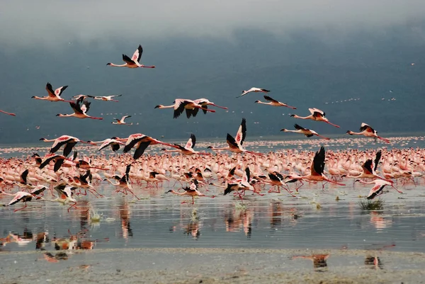 Flamingos at Lake Nakuru — Stock Photo, Image