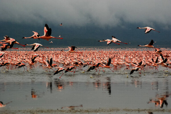 Фламинго на озере Накуру
