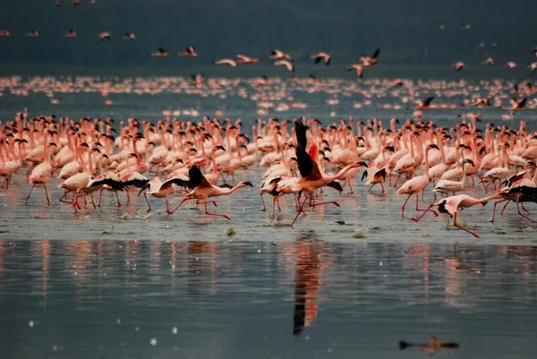 Flamingos no lago nakuru — Fotografia de Stock