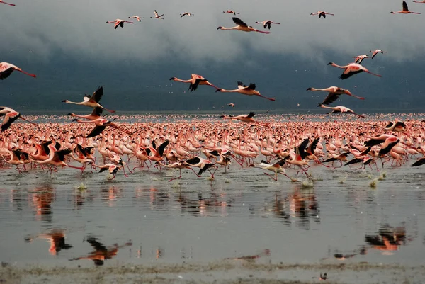 Flamencos en el lago nakuru — Foto de Stock