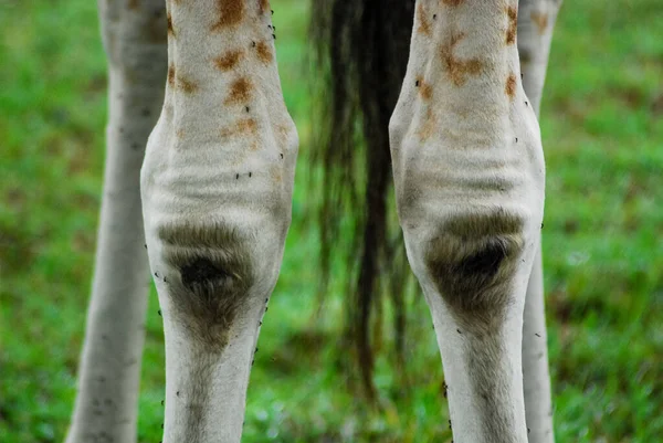 Giraffe Knees — Stock Photo, Image