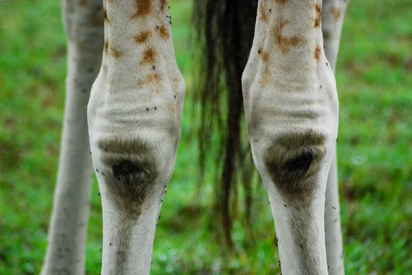 Joelhos Girafa — Fotografia de Stock