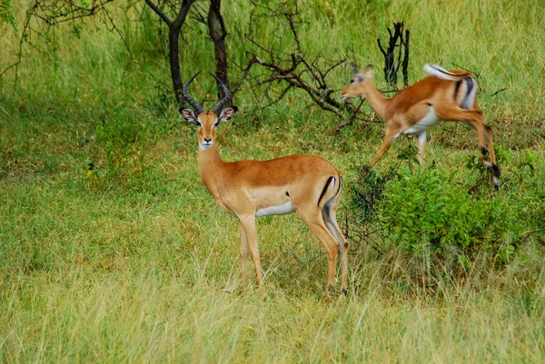 Two antelope Royalty Free Stock Images