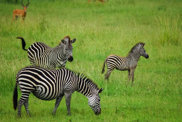 Три зебры — стоковое фото
