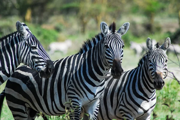 3 つのシマウマ — ストック写真