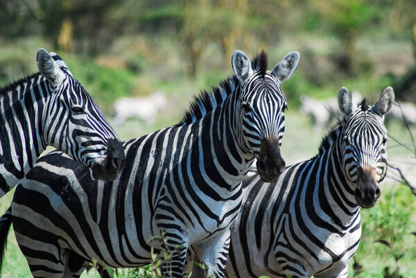 Three zebras in a line watching the camera.