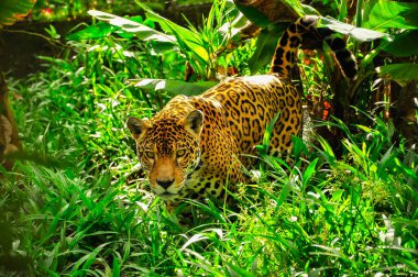 Çimlerde bir jaguar