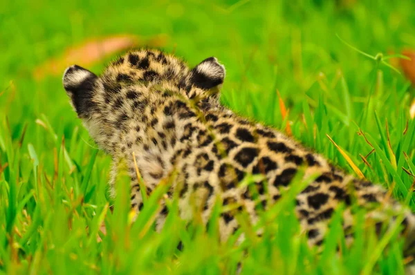 Молодой ягуар в траве — стоковое фото