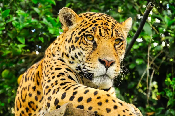 Dospělý jaguár — Stock fotografie