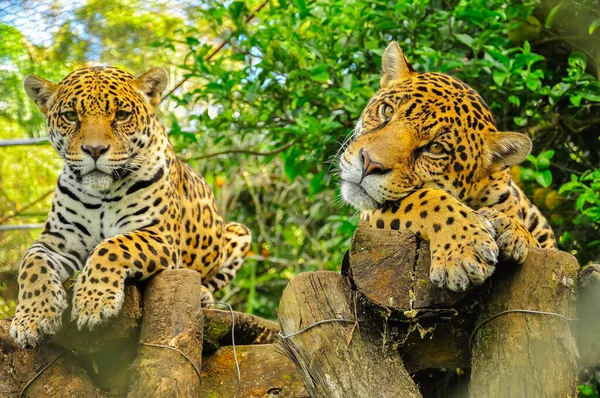 Egy pár felnőtt jaguár — Stock Fotó