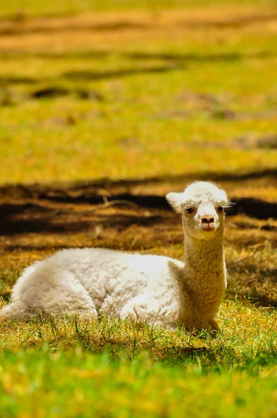 Un alpaga assis sur l'herbe — Photo