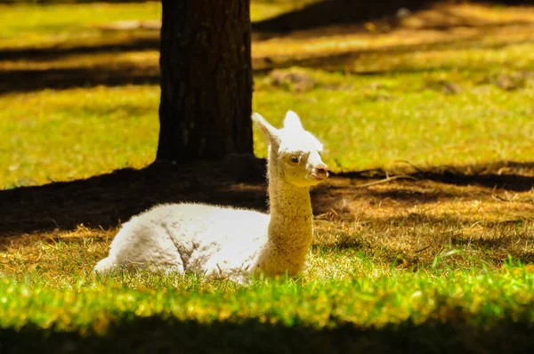 Альпака сидит на траве — стоковое фото