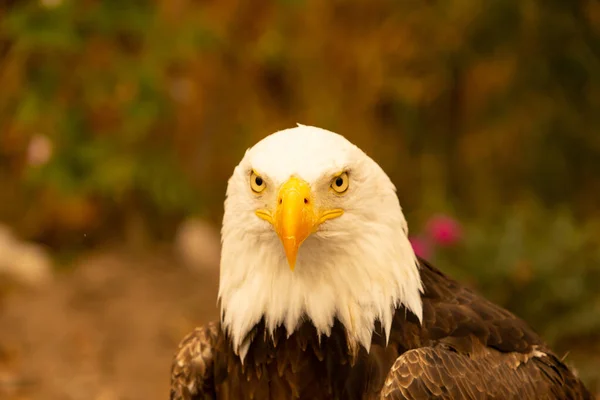 Águia careca americana — Fotografia de Stock