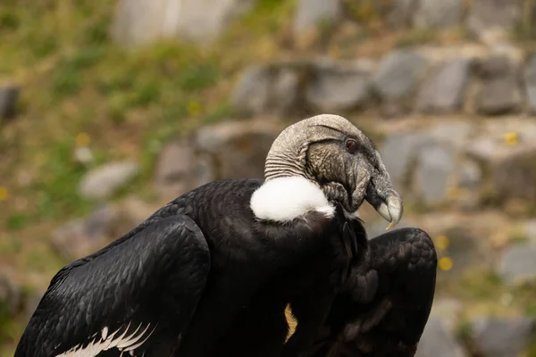 Condor menacé — Photo