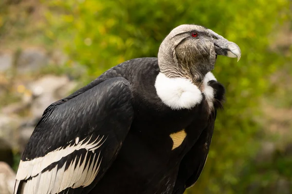 Condor em perigo — Fotografia de Stock