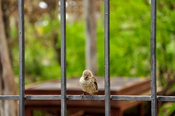 Darwin Finch. — Fotografia de Stock