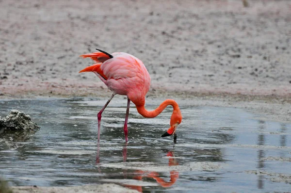 Flamingos — Fotografia de Stock