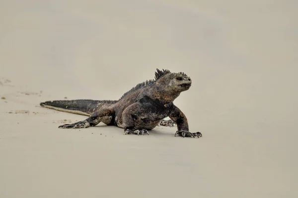 Una iguana marina — Foto de Stock