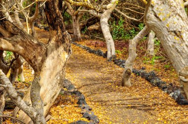 Ağaçların arasında bir patika