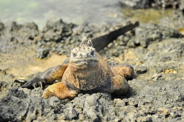 Iguana marinha — Fotografia de Stock