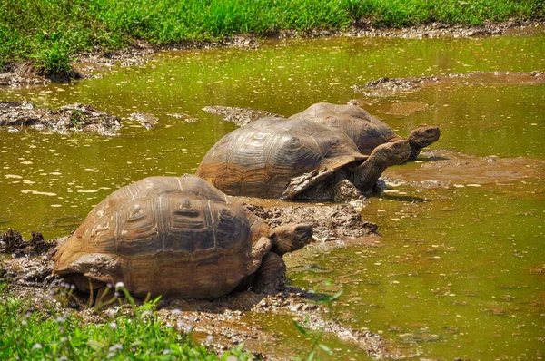 Tortuga de tres — Foto de Stock