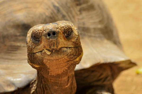 A Close up of a Tortoise Head — Stock Photo, Image