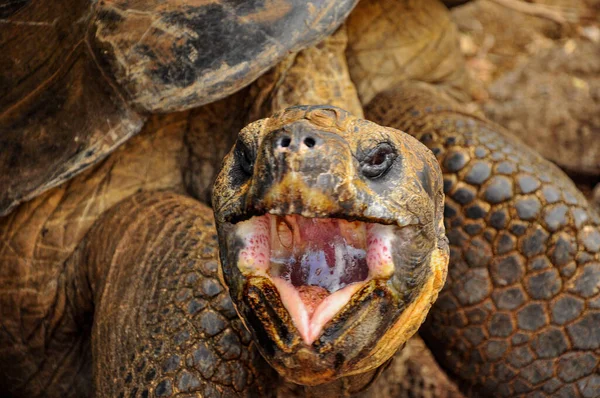 Tortoise Head with nouth open — Stock Photo, Image