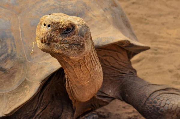 A Close up of a Tortoise Head — Stock Photo, Image